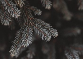 Nyhetsbrev juni 2021