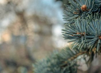 Nyhetsbrev december 2020