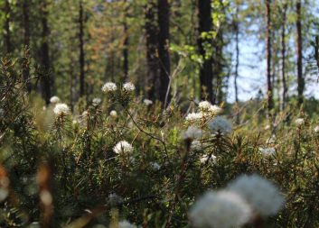 ”Vi behöver kunna mäta och följa upp biologisk mångfald”