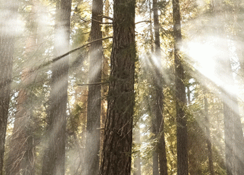 How to make best use of every tree?