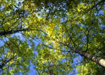Improved tree species classification using high-resolution data from multispectral instruments
