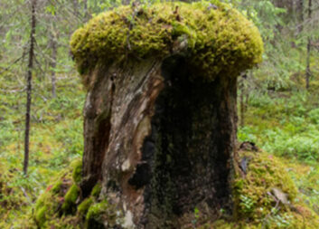 Assessing the sustainability of the forest value chain will soon be possible
