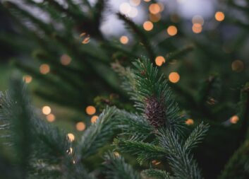 Årets sista nyhetsbrev ute