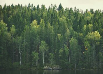 Forskare inom Mistra Digital Forest beviljas anslag från Wallenbergsstiftelserna