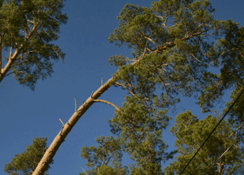 Laser data and algorithms reveal trees with sweep